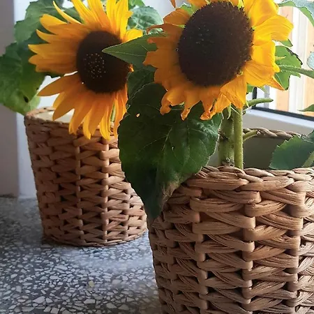 Lejlighed Apartament Slonecznikowy